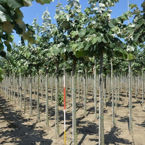 Silverlind - Tilia tomentosa 'Brabant' - Stammens omkrets 16-18 cm, höjd 3,5-4 meter, HS,